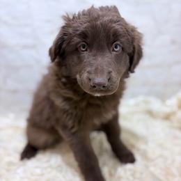 Promise - Yellow Collar - Red tri-color female Australian Shepherd puppy in San Marcos, California from Faith Family Freedom Farm
