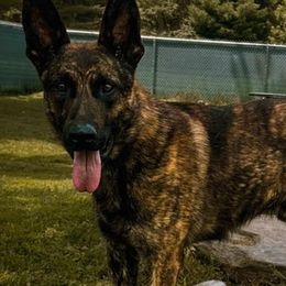 Belgian Malinois and Dutch Shepherds from Maine Working Dogs