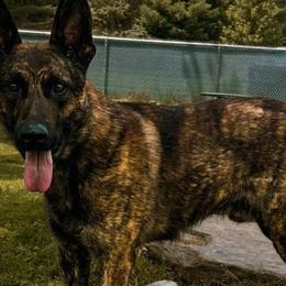 Belgian Malinois and Dutch Shepherds from Maine Working Dogs