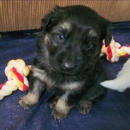Light Blue - Black and tan male German Shepherd puppy in Pahrump, Nevada from Rayler Kennels
