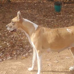 Oriana - Great Dane