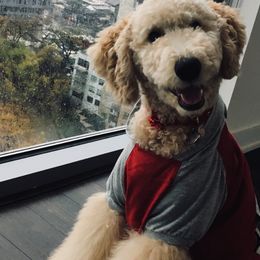 Goldendoodles from Austin Goldendoodles