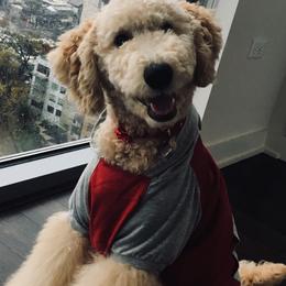Goldendoodles from Austin Goldendoodles