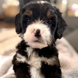 Blue collar boy - Tri-color male Bernedoodle puppy in Lake, Michigan from 3 King Doodles & Poodles