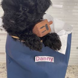 Poodle, Yorkipoo, and Yorkshire Terrier Puppies from Star Catcher Pups