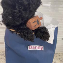 Poodle, Yorkipoo, and Yorkshire Terrier Puppies from Star Catcher Pups