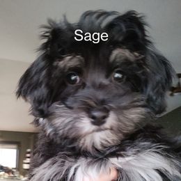 Sage - Black and white female Havanese puppy in New Castle, Colorado from Havanese Havaton Pups
