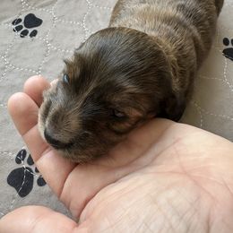 Red brindle - Red Dachshund puppy in Vestaburg, Pennsylvania from Doxie Acres PA