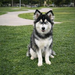 Frankie - Black and white female Pomsky puppy in La Verne, California from Red Cedar Pomskies