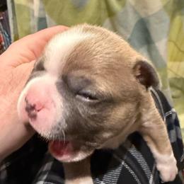 Chenik - Blue male Boston Terrier puppy in Monroe, Washington from Nordkyn Boston Terriers