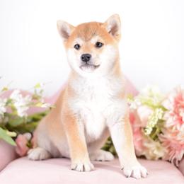 Yumi  Red Girl - Red female Shiba Inu puppy in Neosho, Missouri from Sunny Terrace Shibas