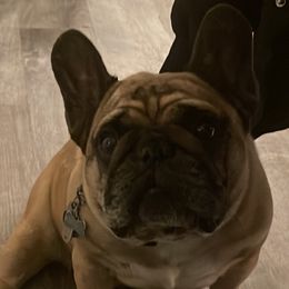 French Bulldog Puppies from Follow Farm French and English Bulldogs