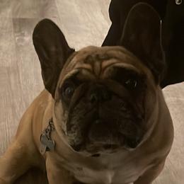 French Bulldog Puppies from Follow Farm French and English Bulldogs
