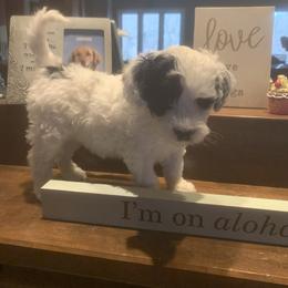 Portuguese Water Dog Puppies from Prestige Portuguese Water Dogs