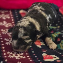 Boy 2 - Black and tan male Corgipoo puppy in Junction, Utah from Sugar Doodles