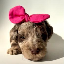 Honey - Merle female Goldendoodle puppy in Pulaski, Tennessee from Doodle My Heart