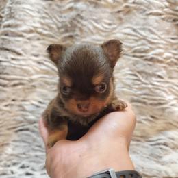 Clarice chocolate, tan boy - Chocolate and tan male Chihuahua puppy in Richmond, Virginia from Breens