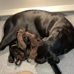 Labrador Retriever Puppies from Crout Kennels