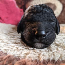 Norman - Bernedoodle puppy in Germantown, Wisconsin from Love for Doodles, LLC / 262.720.0190