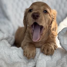 Dachshund Puppies from Dash of Love