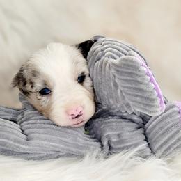 Border Collie Puppies from Borderline Kennels