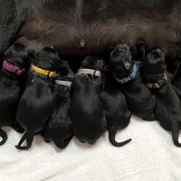 Female 2 - Black female Labrador Retriever puppy in Oakdale, California from Peak Labrador Retrievers