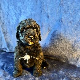 Chanel - Black and white female Bernedoodle puppy in Battle Creek, Michigan from T-Rose’s Bernedoodle & Pomsky Puppies