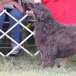 Vivian  - Portuguese Water Dog