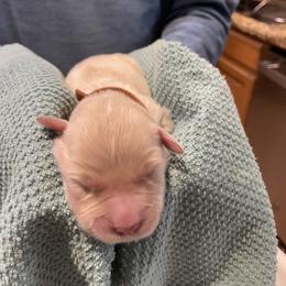 Peaches - Light golden female Golden Retriever puppy in Ennis, Texas from Amberidge Golden Retrievers