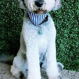 Cockapoo and Goldendoodle All Grown Up from Jolidoodles