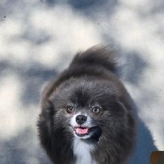 Genie - Pomeranian