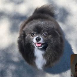 Genie - Pomeranian