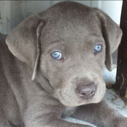Dilute Retrievers from Hickory Hills Silver Labs