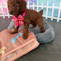 AKC-Ember - Red  female Poodle puppy in Cape Coral, Florida from Ruby the poodle