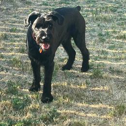Roman - Black male Giant Schnauzer puppy in Locust Grove, Texas from M & J's Oklahoma Giants