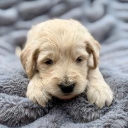 Dudley - Apricot male Goldendoodle puppy in Rainier, Oregon from Beaver Springs Puppies