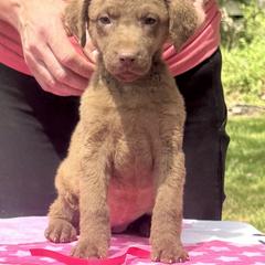 Dark pink female - Brown female Chesapeake Bay Retriever puppy in Houston, Texas from Monarch Chesapeakes