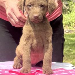 Dark pink female - Brown female Chesapeake Bay Retriever puppy in Houston, Texas from Monarch Chesapeakes