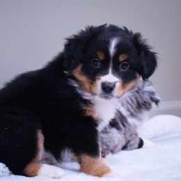 Cornbread - Black tri male Miniature American Shepherd puppy in Central Islip, New York from Fifth Avenue Australian Shepherds