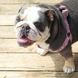 Bulldogs from Dog Blessed Bullies