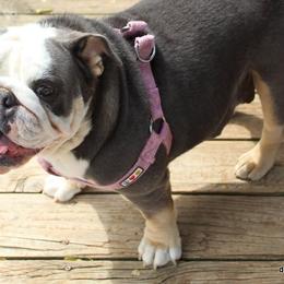 Bulldogs from Dog Blessed Bullies