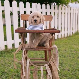 Huggsie - Gold male Australian Labradoodle puppy in Leonard, Texas from Laird Farms