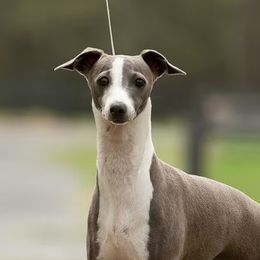 Lime - Italian Greyhound