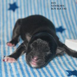 Rex - Black tri male Miniature Australian Shepherd puppy in Patterson, North Carolina from DreamLine Aussies