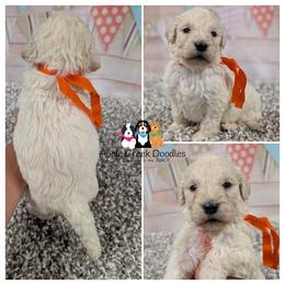 SCOUT - F1 English Goldendoodle - OFA-Genetics-2 Year Warranty. Apple Creek Doodles - Since 2004. - Cream male Goldendoodle puppy in Jeddo, Michigan from Apple Creek Doodles