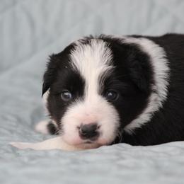 Blk female - Black female Border Collie puppy in Tylertown, Mississippi from Cool Meadow Farms