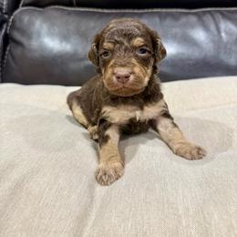 Amos - Red tri-color male Aussiedoodle puppy in Heber City, Utah from Junipersdoodles