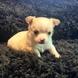 Gru (pet only) - Cream male Chihuahua puppy in Seneca, Missouri from Stephanie’s Puppy Colony