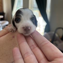 Nala X Marley AKC - Piebald female Dachshund puppy in Delano, Tennessee from Olive Branch Acres