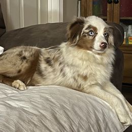 Scout - Toy Australian Shepherd